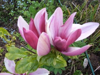 A close up of a pink flower with green leaves