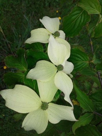 A close up of three white flowers surrounded by green leaves.