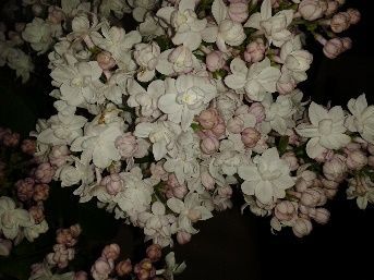 A bunch of white flowers with pink buds on a black background