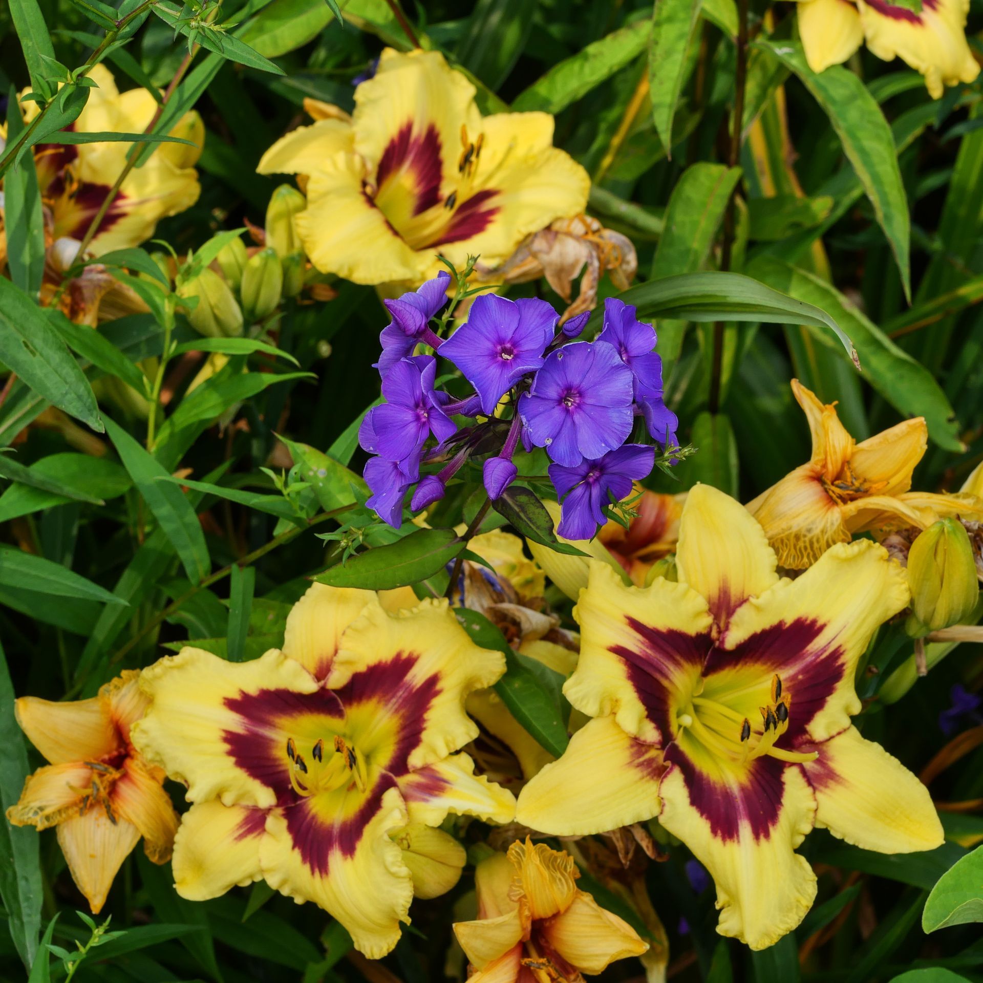 Purple and yellow flowers are surrounded by green leaves