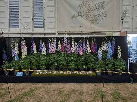 A bunch of potted plants are lined up in front of a wall.