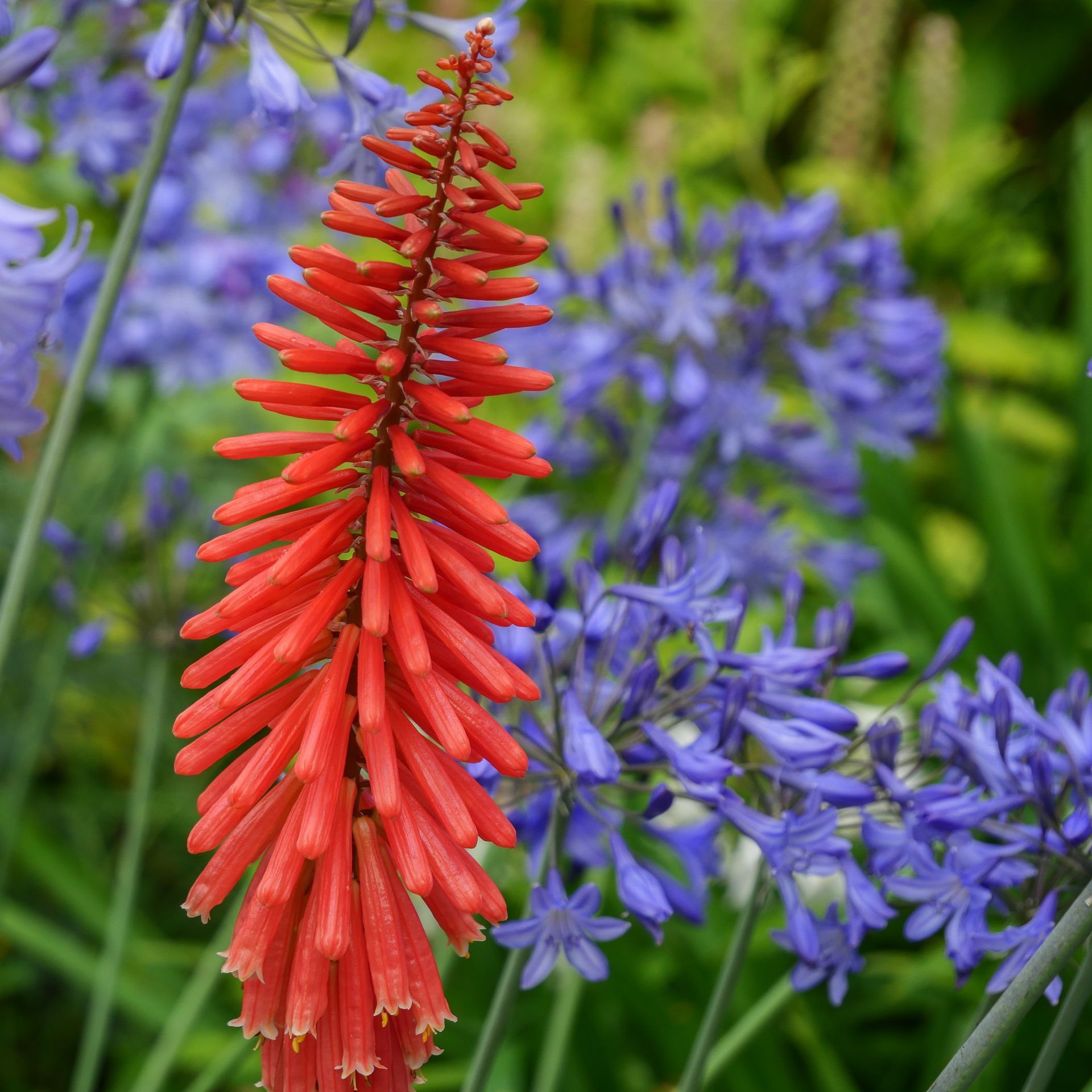 A red flower is surrounded by blue flowers in a garden.