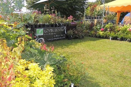 A garden with lots of plants and flowers and a sign that says ' lns garden ' on it.