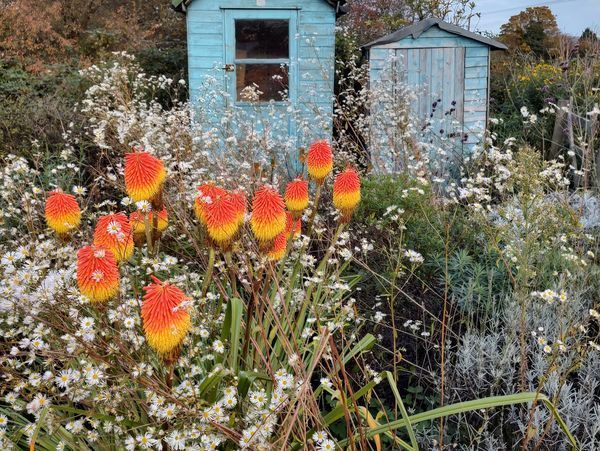 A blue shed is surrounded by flowers in a garden.