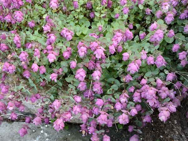 A bush with lots of purple flowers and green leaves