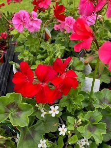 A bunch of red and pink flowers are growing in pots.