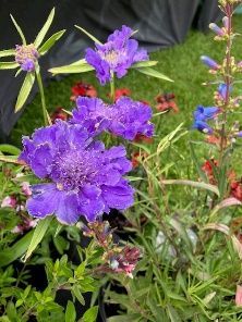 A bunch of purple flowers are growing in the grass