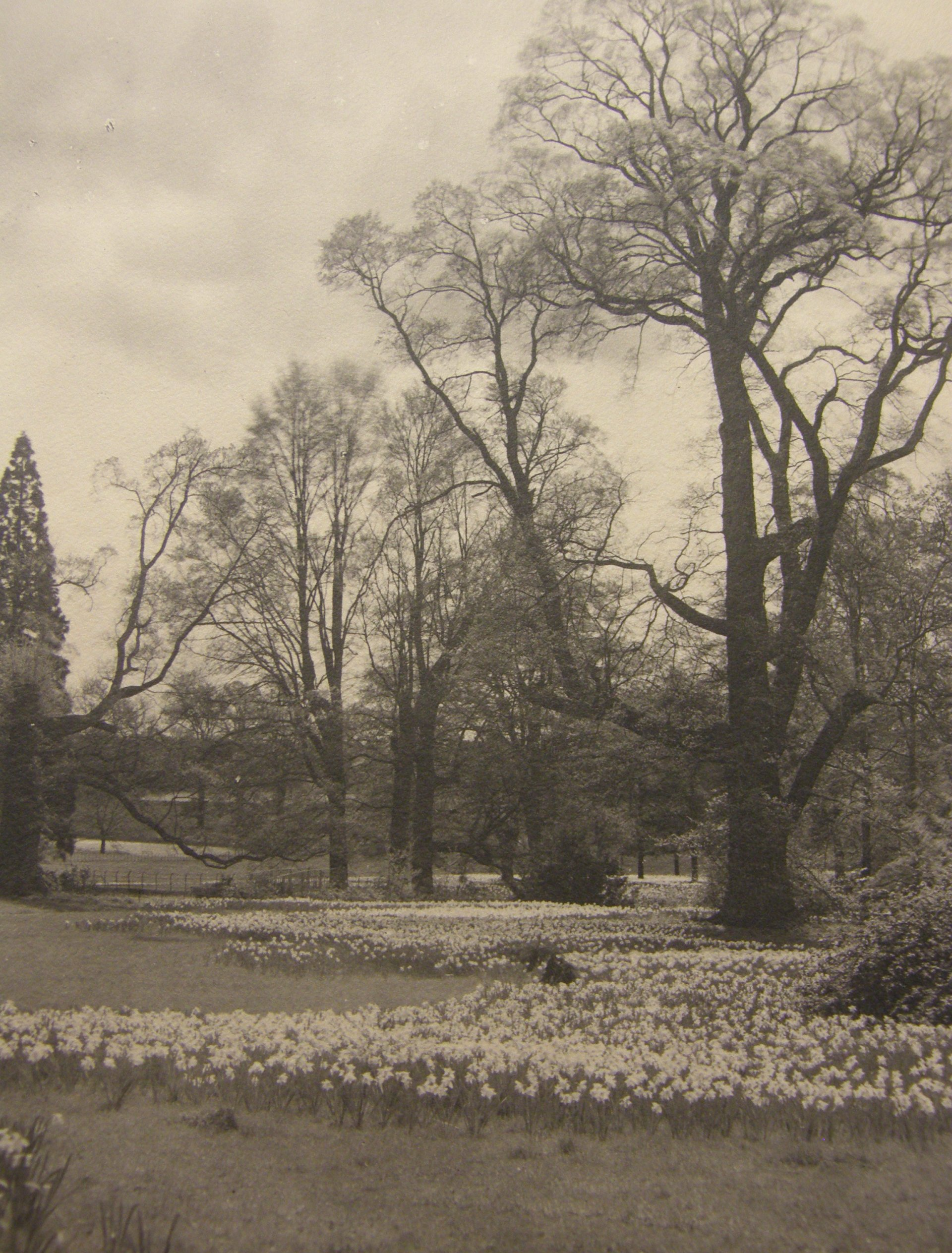 A black and white photo of a park with trees and flowers
