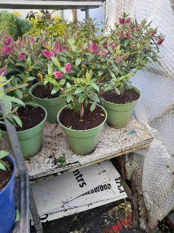 A bunch of potted plants are sitting on a shelf.