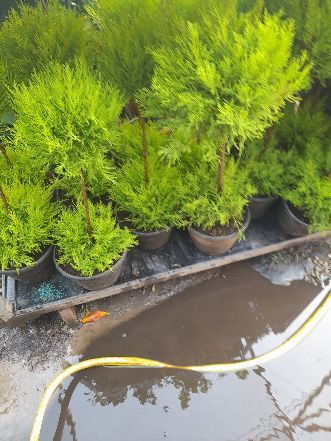 A bunch of potted plants are sitting next to a puddle of water.