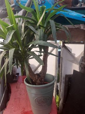 A potted plant is sitting on top of a red table.