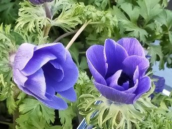 Two purple flowers are growing on a plant with green leaves.