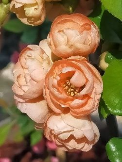 A close up of a bunch of flowers on a plant.