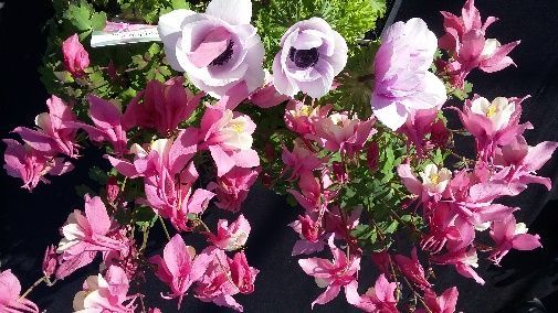 A bunch of pink and white flowers on a black background