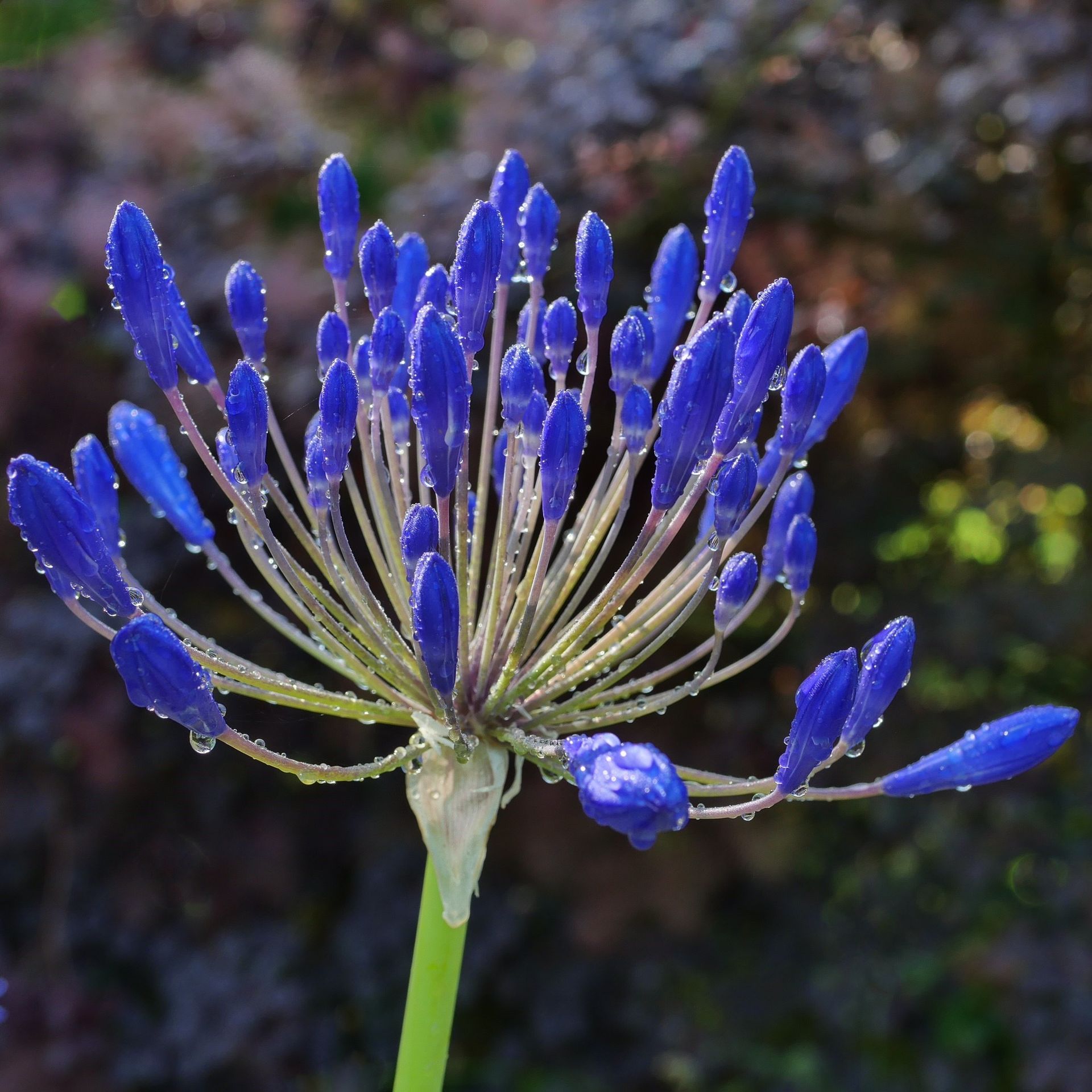 A close up of a blue flower with water drops on it