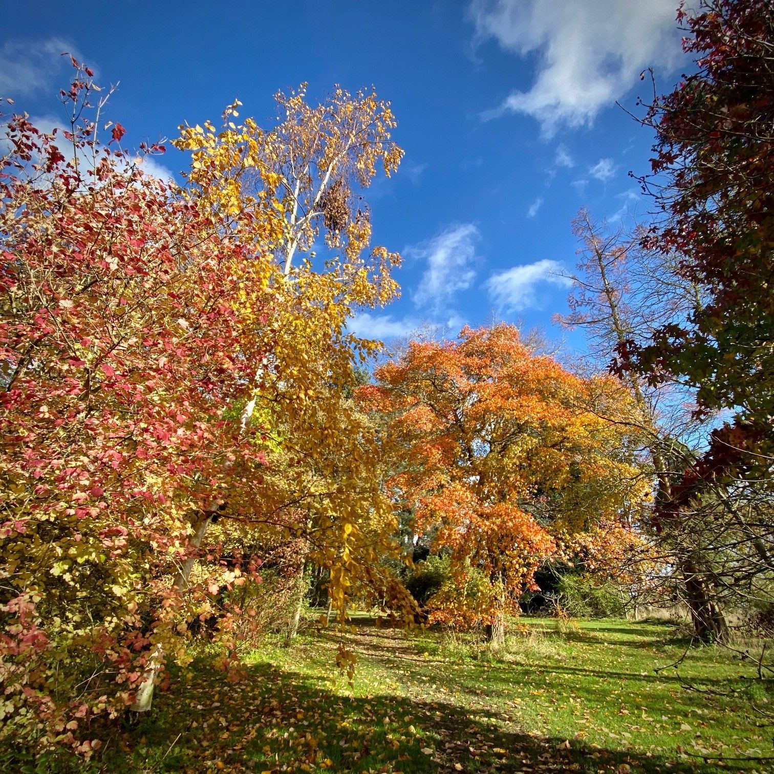 A tree with red leaves and green leaves