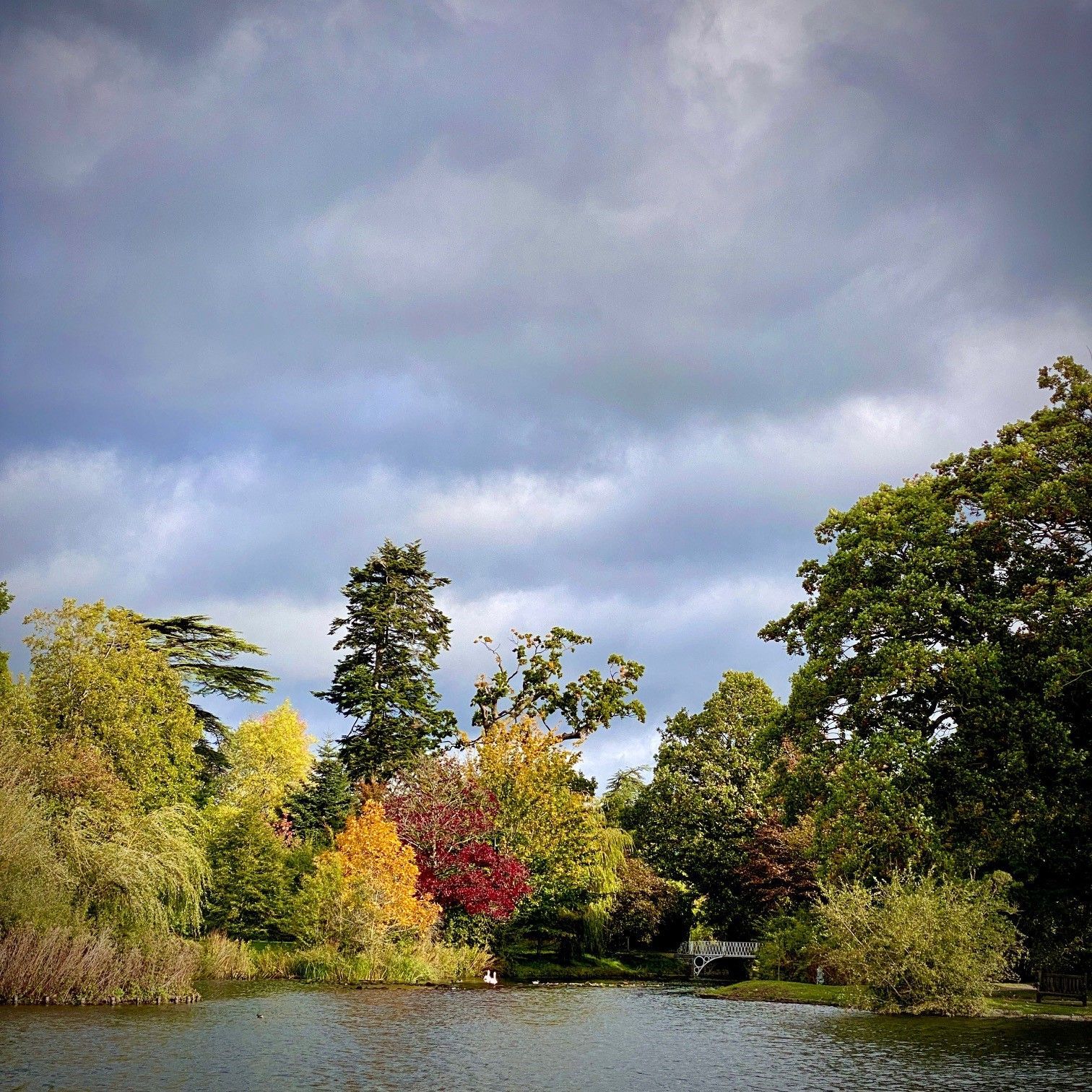 Trees with red and yellow leaves on a sunny day
