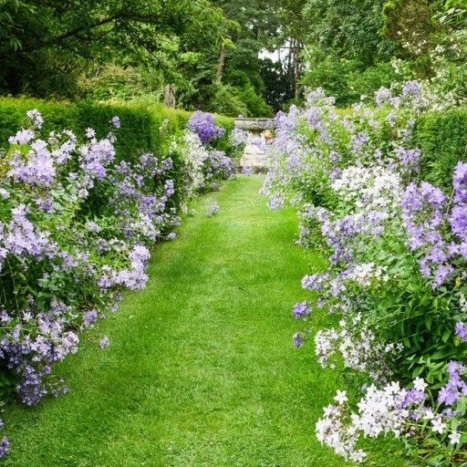 A path lined with purple and white flowers in a garden