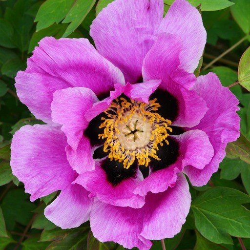 A close up of a purple flower with a yellow center