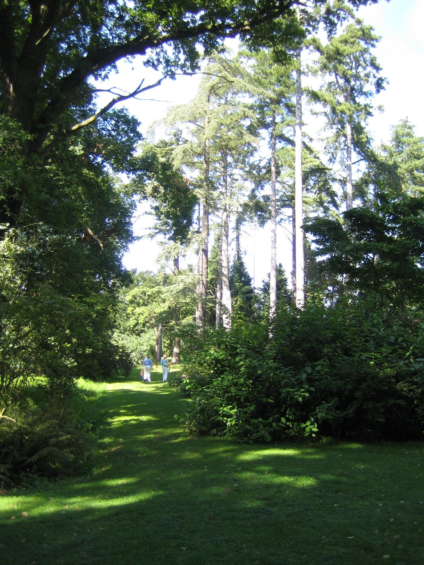 A lush green forest with trees and bushes on a sunny day
