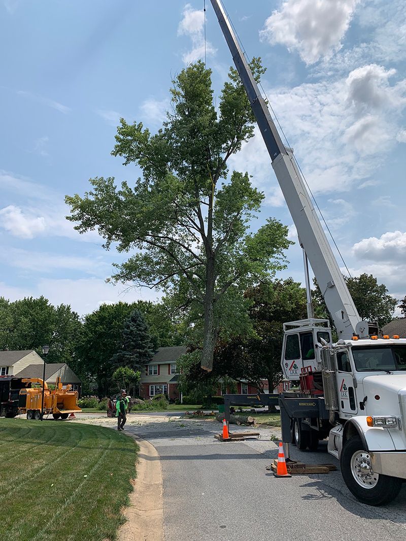 A truck with a crane attached to it is cutting down a tree.