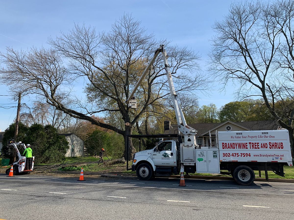 A white truck is parked on the side of the road next to a tree.