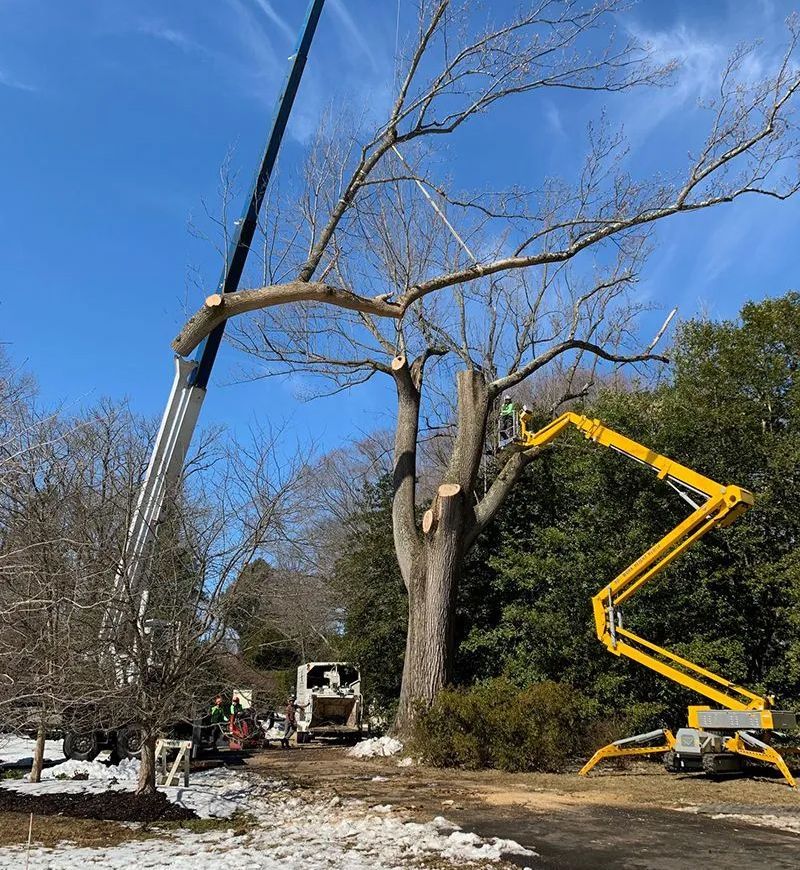 Tree removal: Workers in a crane and lift cut limbs from a tall tree on a sunny day.