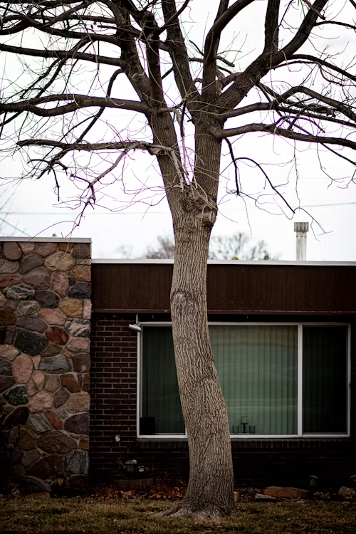 Leafless tree in front of a dark house with a large window and stone wall.