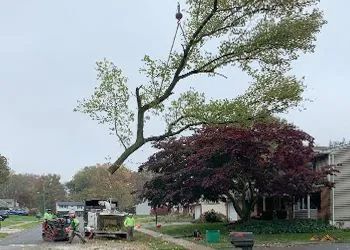 Crane lifting a large tree branch in a residential area; workers nearby.