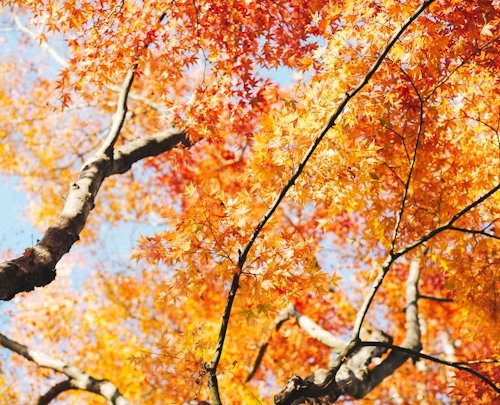 Autumn tree canopy with bright orange and red leaves against a blue sky