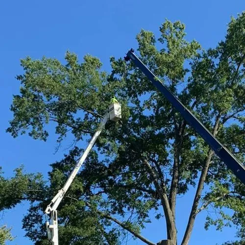 A worker in a yellow safety vest stands in a bucket truck lift, trimming the branches of a large tree against a blue sky.