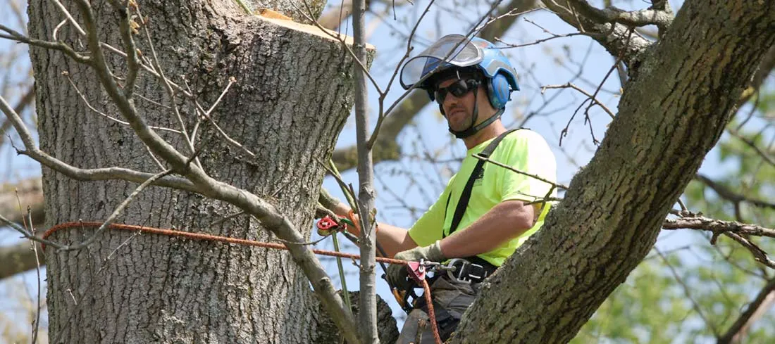 A man is climbing a tree with a chainsaw.
