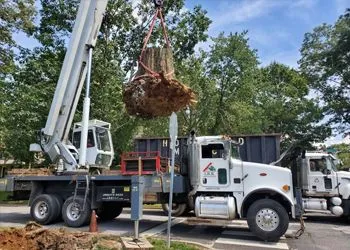 A tree lifted by a crane above a white truck. Tree’s roots are wrapped in burlap. Blue sky, green trees.