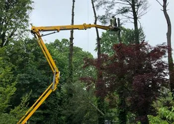 A yellow crane is cutting a tree in the woods.