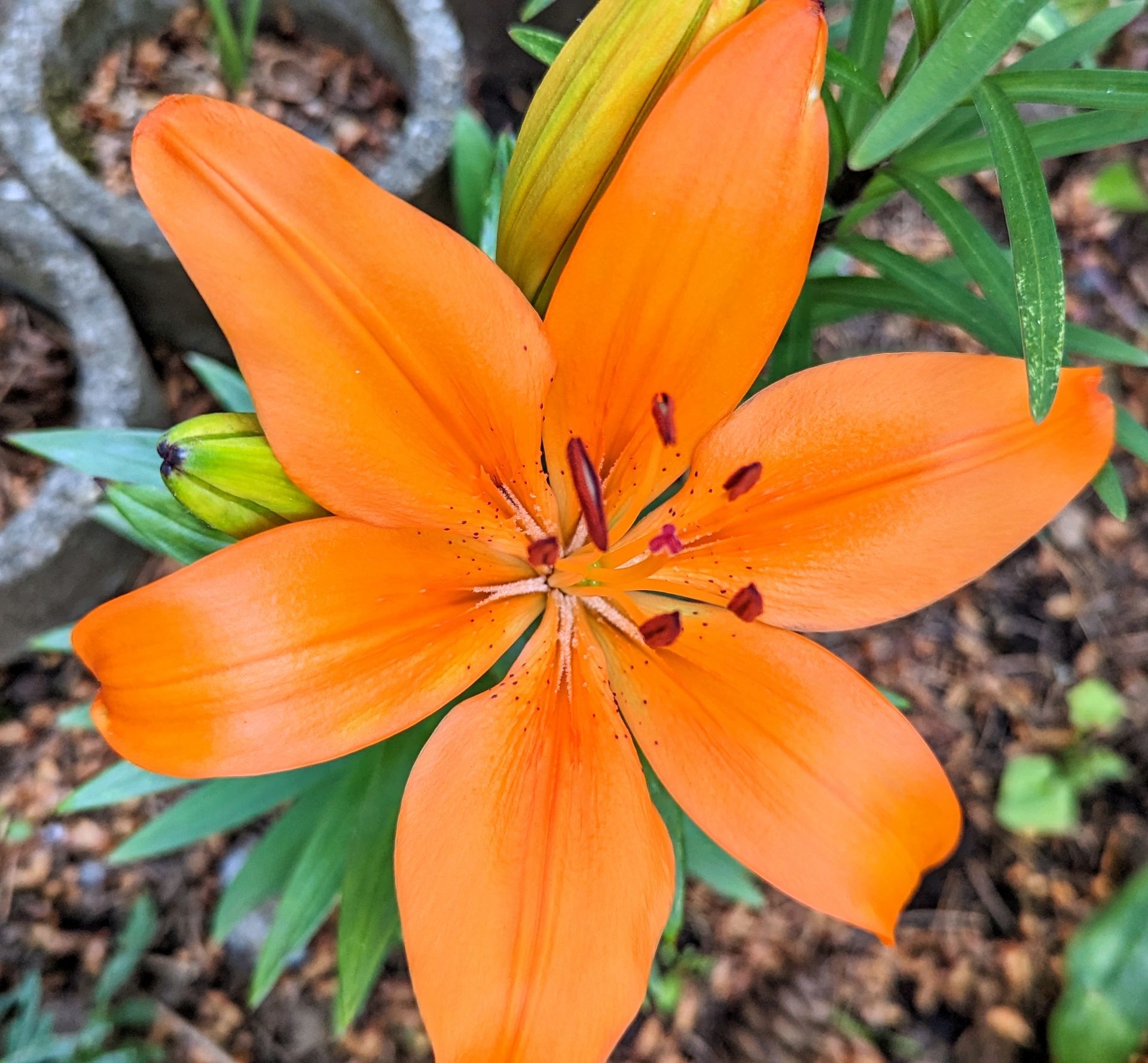 A close up of an orange flower with green leaves