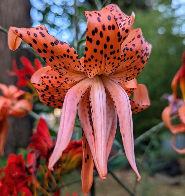 A close up of an orange flower with black spots