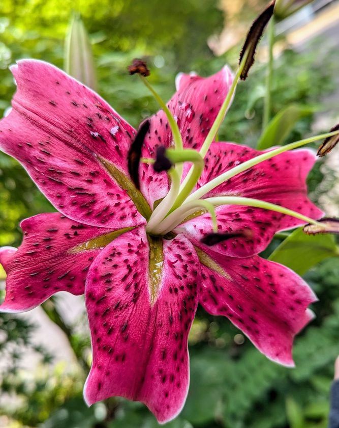 A close up of a pink flower with white spots on it.