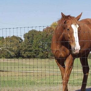 Brown horse standing behind a wire fence in a grassy field