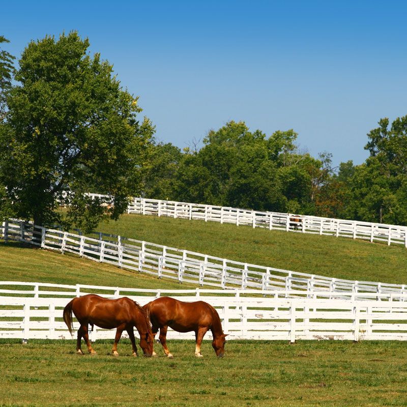 Two brown horses grazing in a green field with white fences and trees under a clear blue sky
