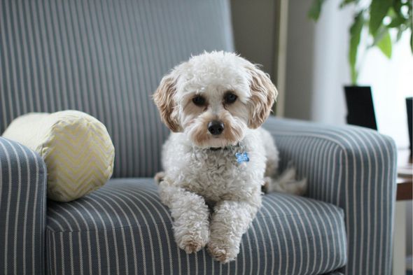A small white dog is sitting on a striped chair.