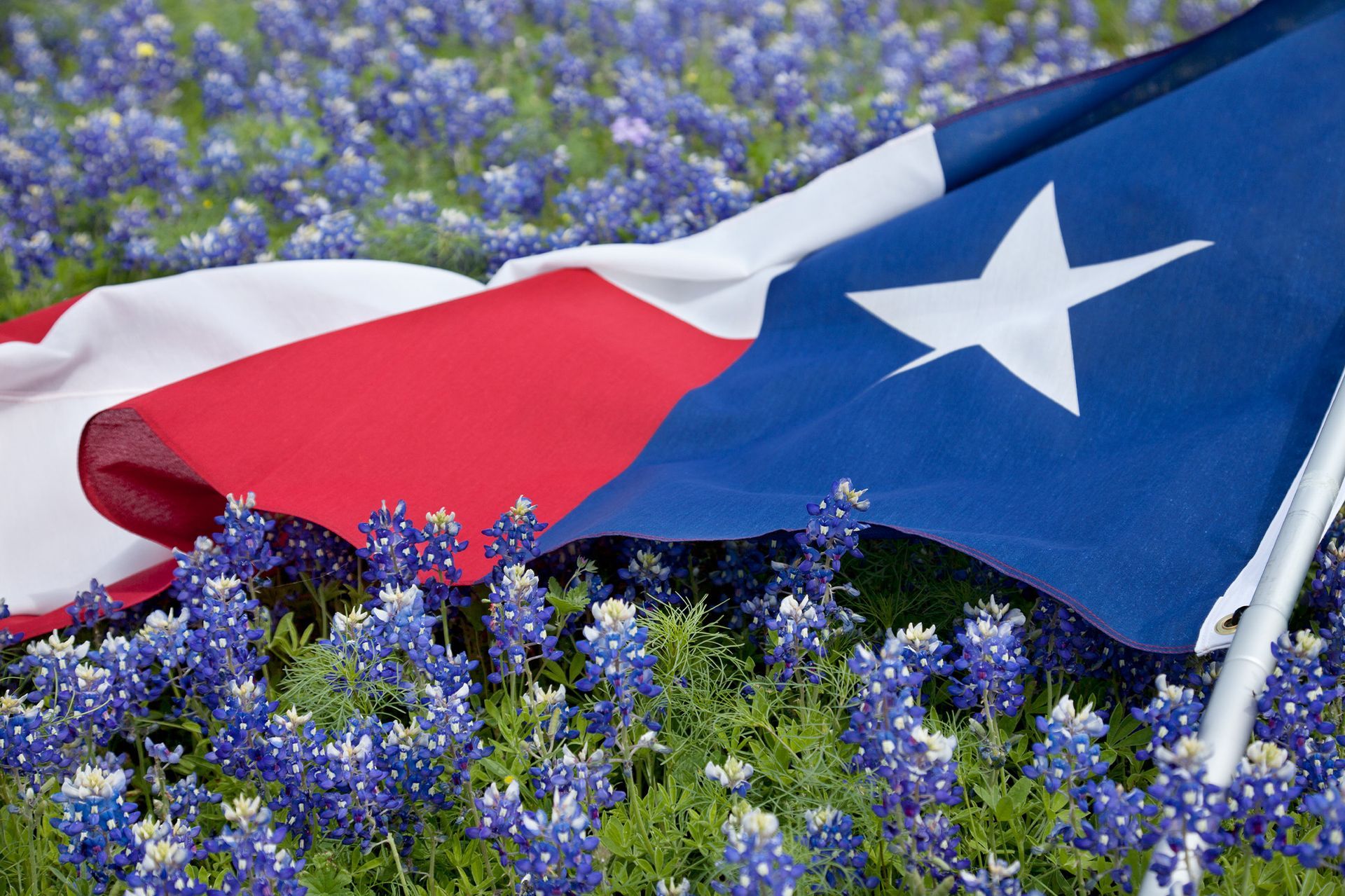 A red white and blue flag with a white star is in a field of blue flowers