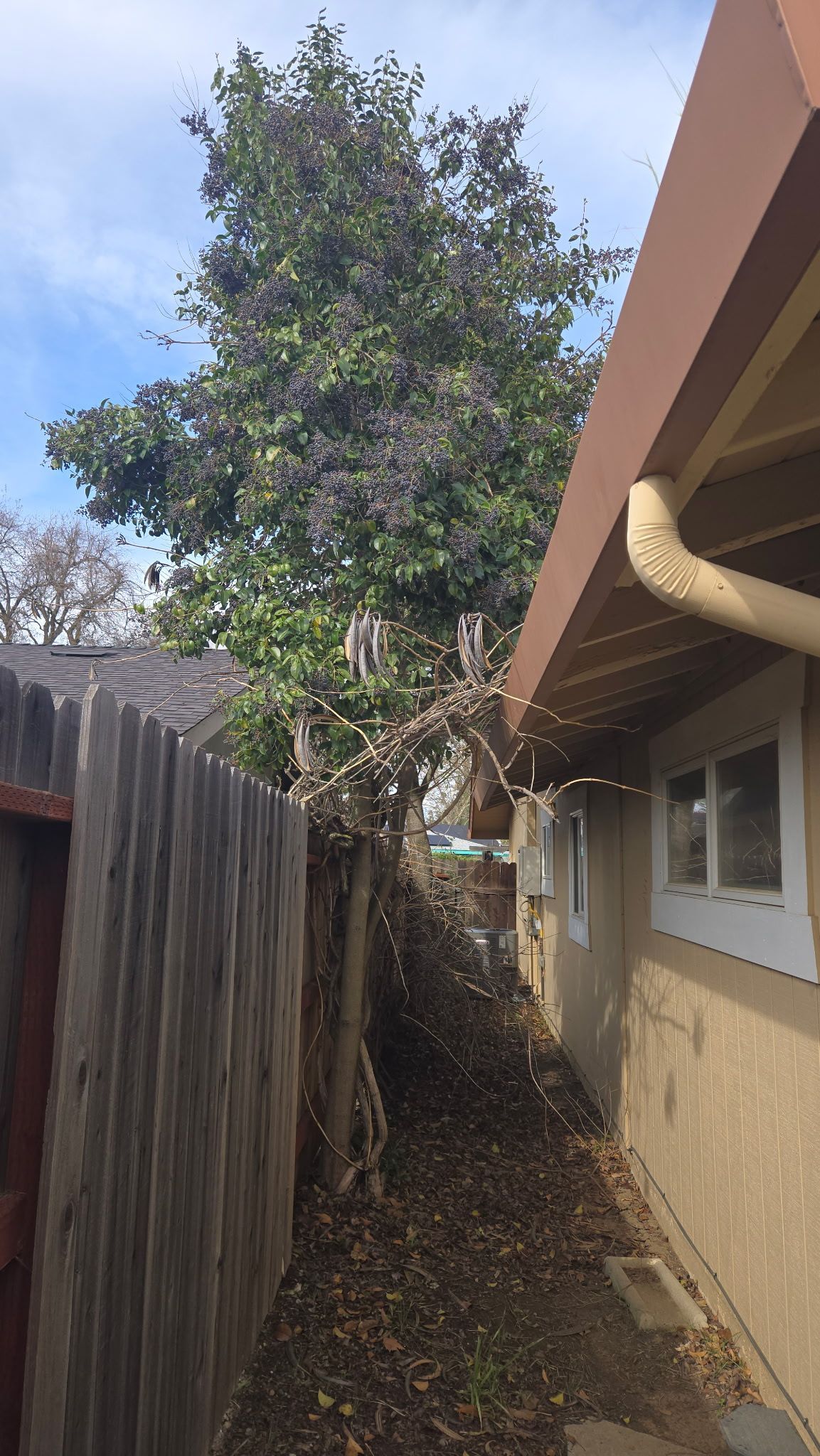 REMOVAL OF INVASIVE TREES