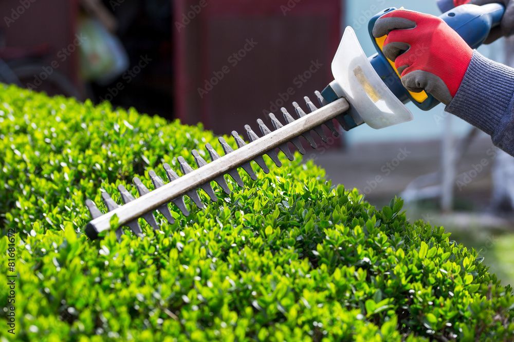 A person is cutting a hedge with a hedge trimmer.