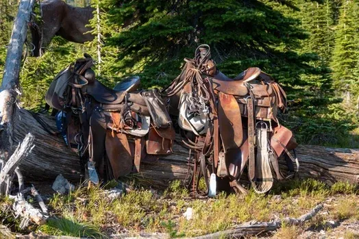 A horse is standing next to a pile of saddles in the woods.