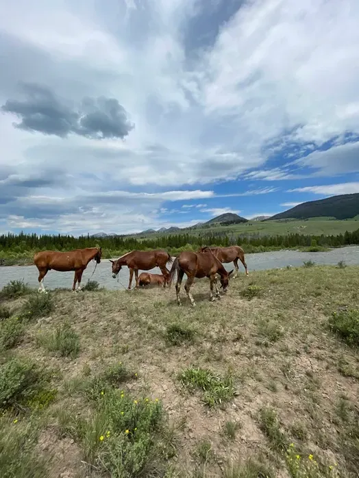 A herd of horses grazing in a field next to a river.
