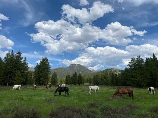 A herd of horses grazing in a grassy field with mountains in the background.