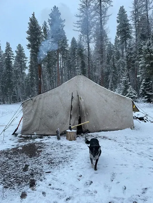 A dog is walking in front of a tent in the snow.
