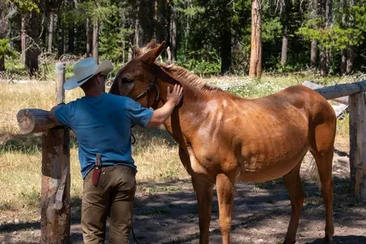 A man in a blue shirt is petting a brown horse.