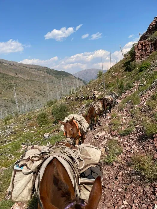 A herd of horses are walking down a dirt path.