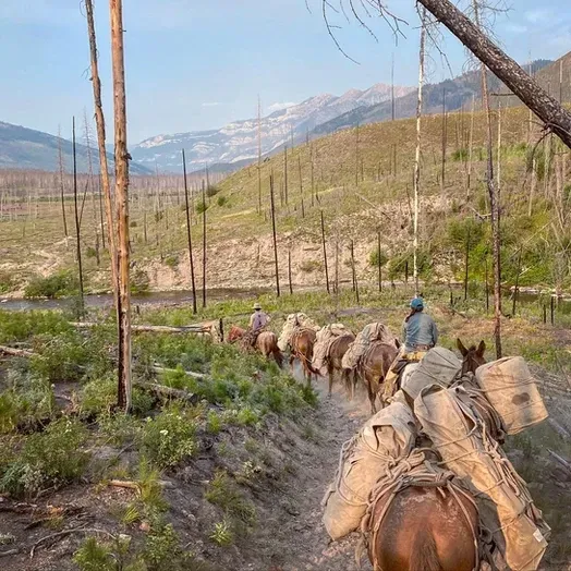 A herd of horses are walking down a dirt path in the mountains.